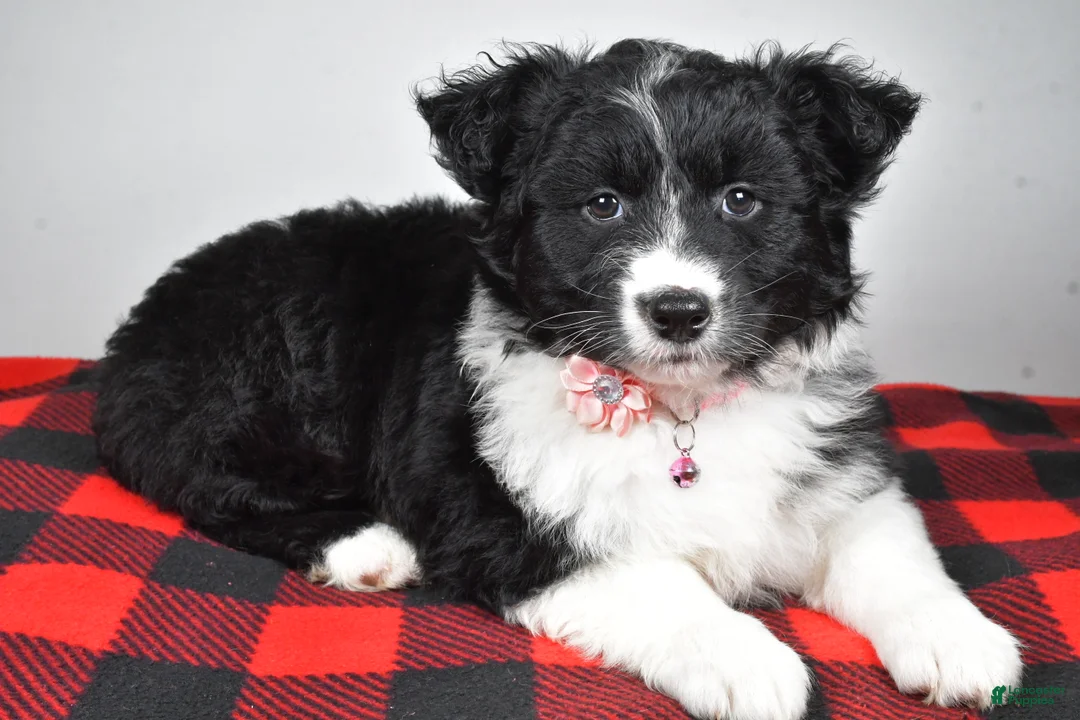 Mixed Breed dogs for sale: Patty - Ad 2