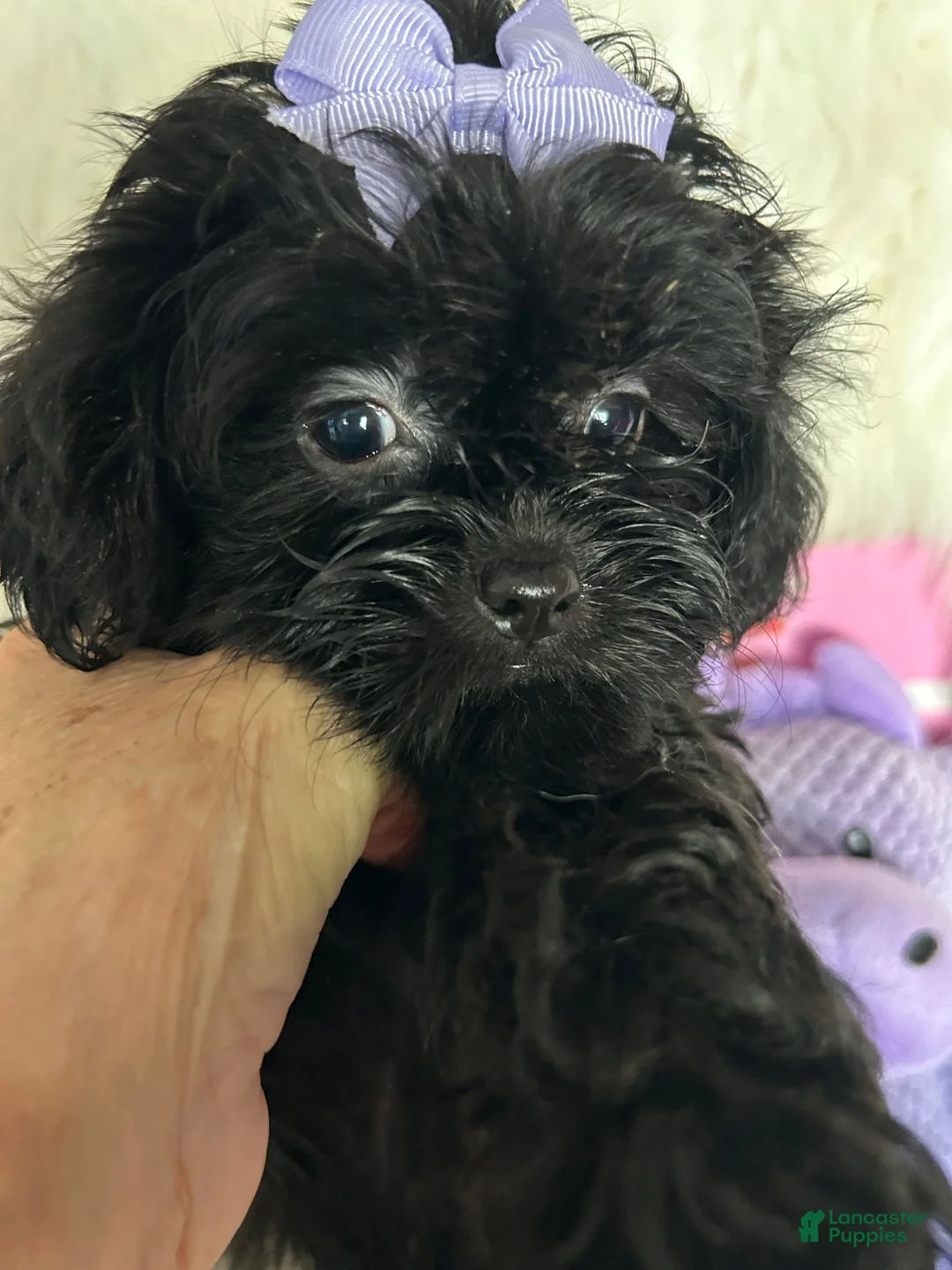 Shihpoo dogs for sale: Shihpoo 2 - Ad 1