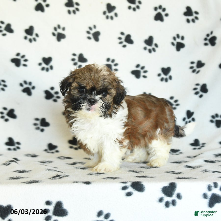 Shih Tzu dogs for sale: Tashi - Ad 5