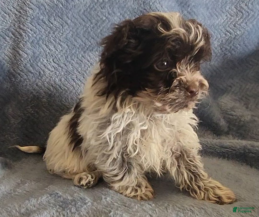 Shihpoo dogs for sale: Ace - Ad 1