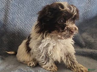 Shihpoo dogs Ace - Ad 14