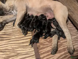 South African Boerboels dogs South African Boerboels Puppy 2 - Ad 2
