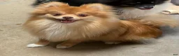 Pomeranian dogs for sale: Red - Ad 4