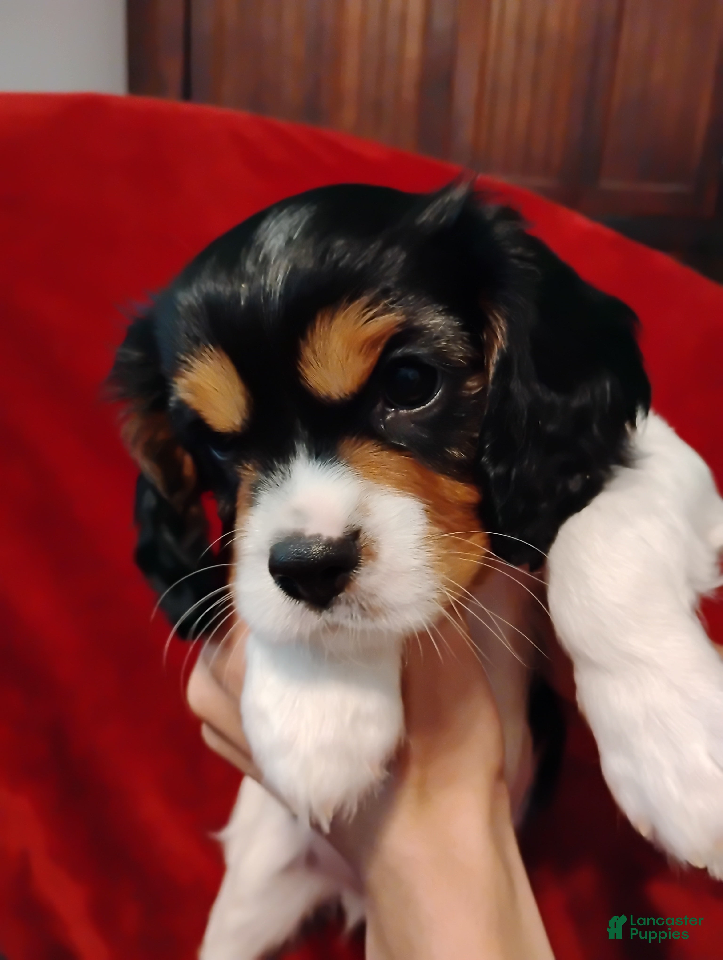 Cavalier King Charles Spaniel dogs Bobo - Ad 9
