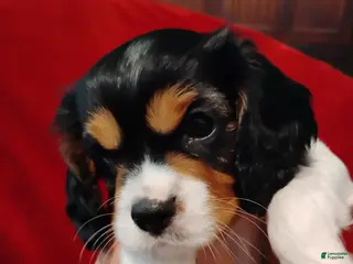 Cavalier King Charles Spaniel dogs Bobo - Ad 9