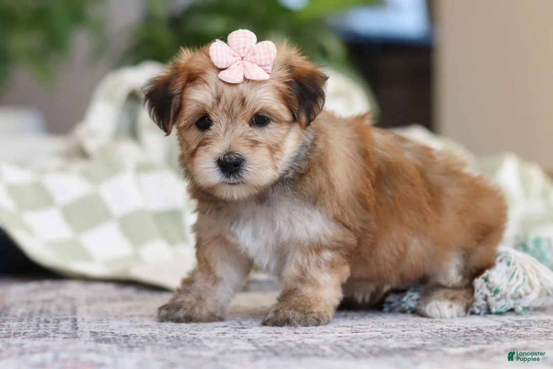 Morkie dogs for sale: Sarah - Ad 8