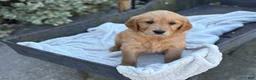 Golden Retriever dogs for sale: Melon - Ad 4