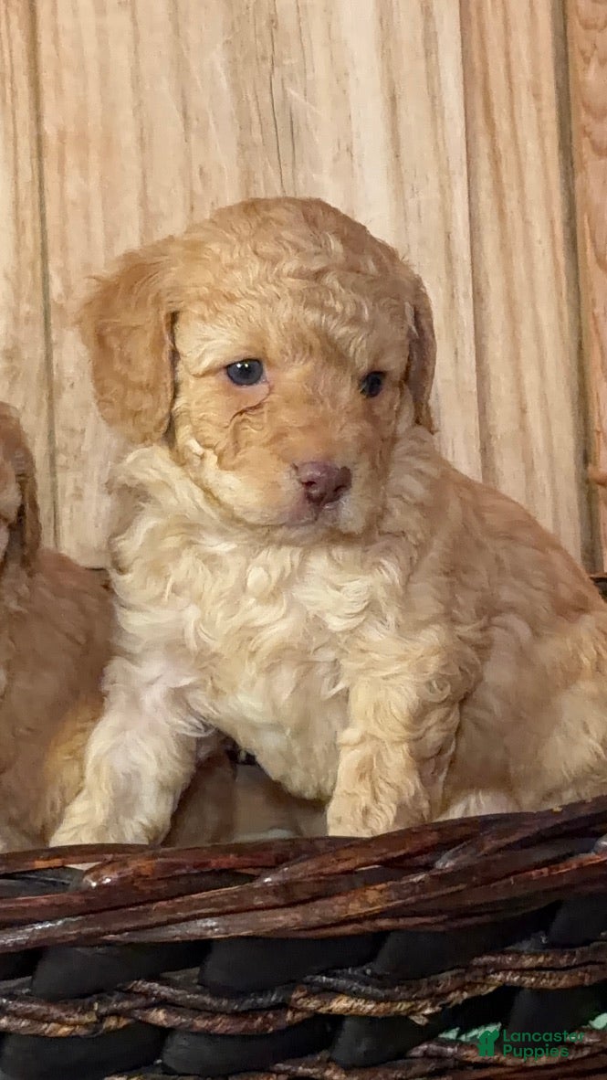Cavapoo dogs Theodore, A Handsome, Cuddly F1B Cavapoo Boy   - Ad 1
