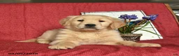 Golden Retriever dogs for sale: Pluto  - Ad 4