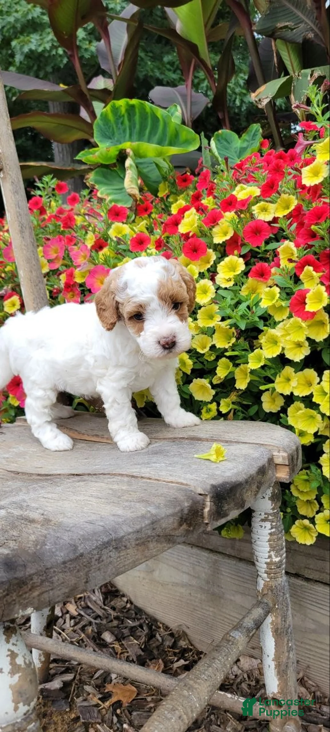 Mini Goldendoodle dogs for sale: Angel  - Ad 2