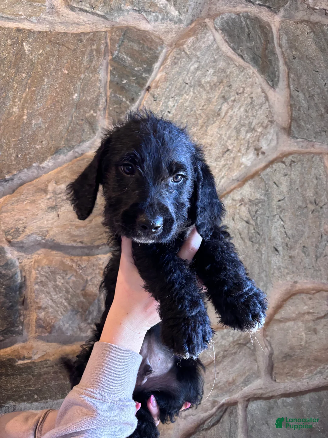 Mini Goldendoodle dogs for sale: Mini Goldendoodle Puppy 3 (Alvin) - Ad 1