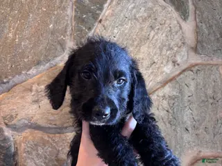 Mini Goldendoodle dogs Mini Goldendoodle Puppy 3 (Alvin) - Ad 5