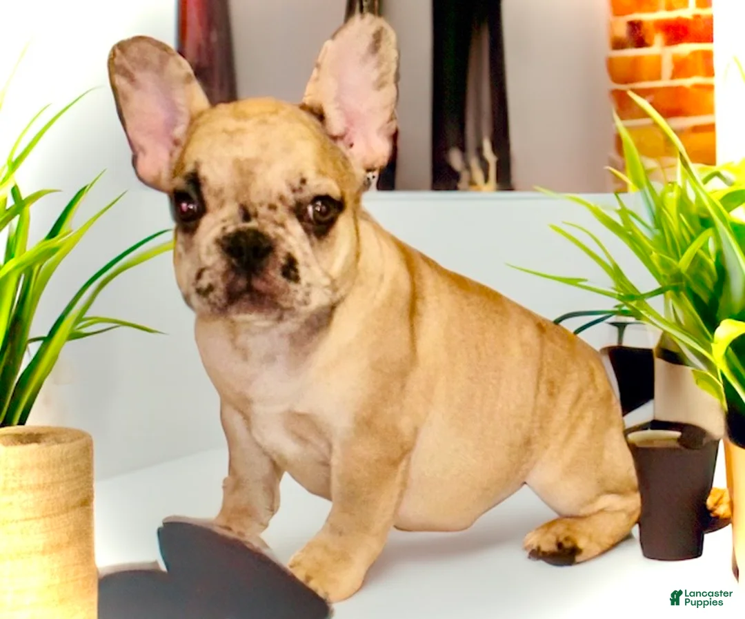 French Bulldog dogs for sale: Pluto - Ad 1