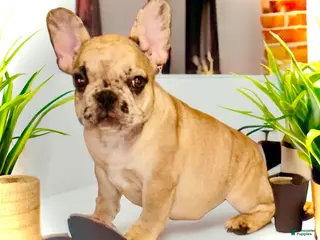 French Bulldog dogs for sale: Pluto - Ad 3
