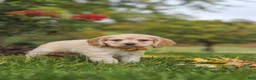 Cocker Spaniel dogs for sale: Cinnamon - Ad 7