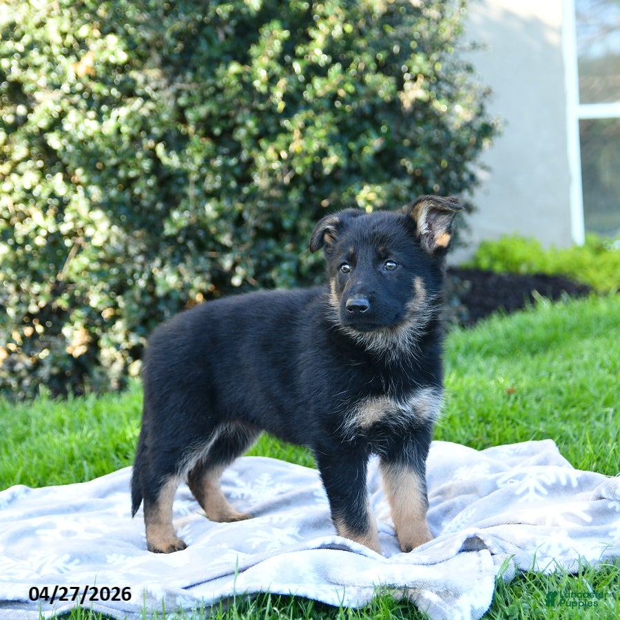 German Shepherd dogs Laurel - Ad 2