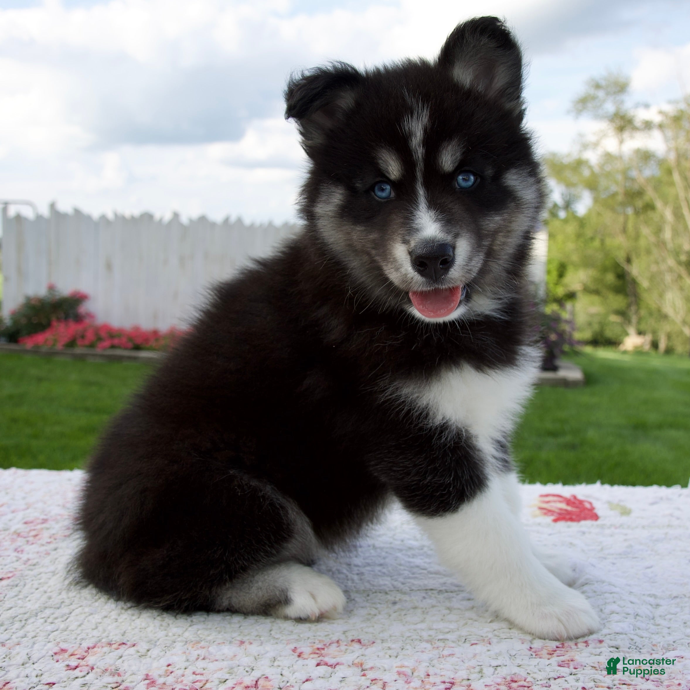 Pomsky dogs Finn - Ad 2