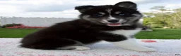 Pomsky dogs for sale: Finn - Ad 2