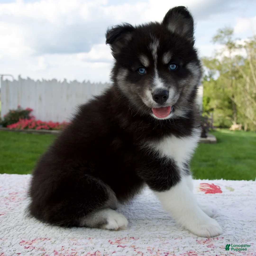 Pomsky dogs for sale: Finn - Ad 2