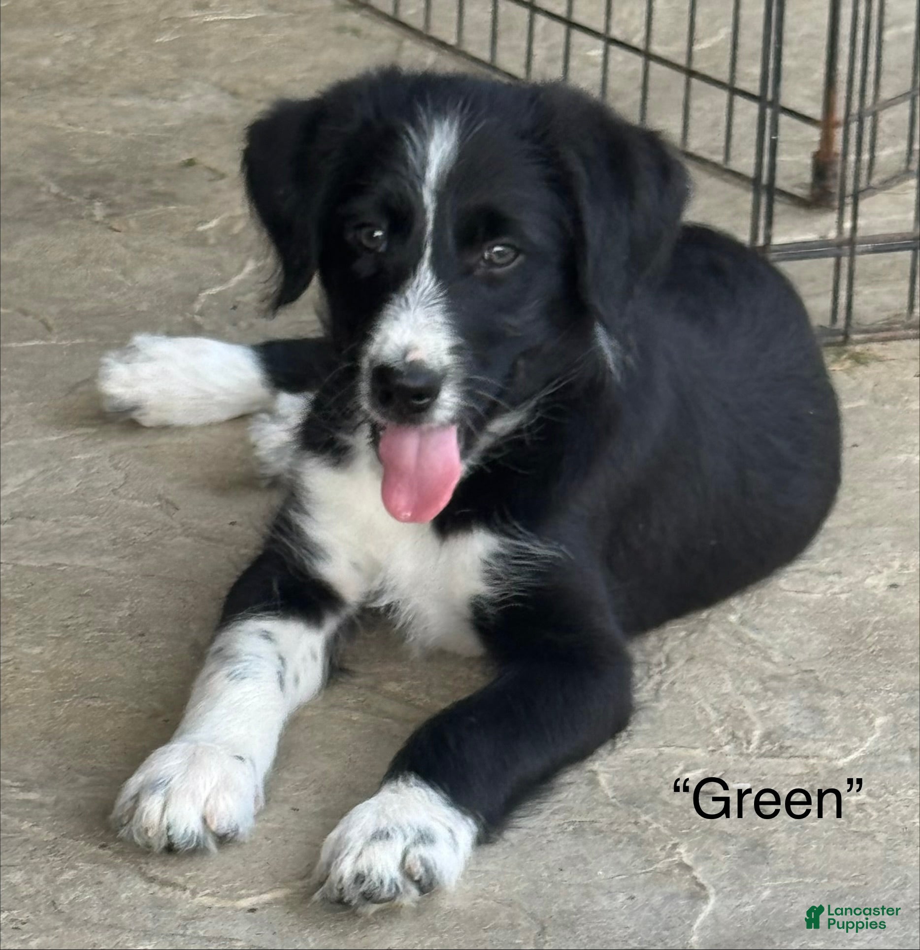 Mixed Breed dogs for sale: “Green” - Ad 2