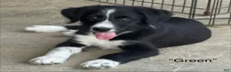 Mixed Breed dogs for sale: “Green” - Ad 1