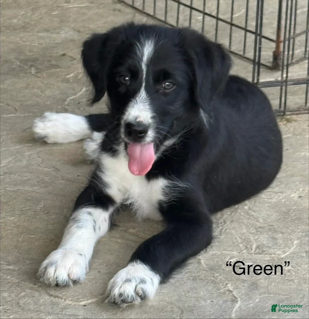 Mixed Breed dogs for sale: “Green” - Ad 1
