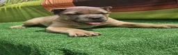Cane Corso dogs for sale: ZEUS - Ad 4