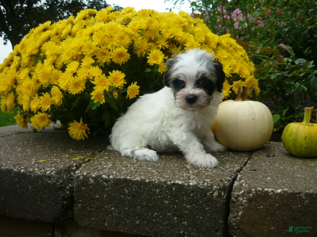 Yorkiepoo dogs for sale: Yorkiepoo 3 - Ad 4