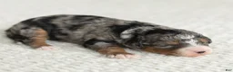 Mini Bernedoodle dogs for sale: Asher Miniature Bernedoodle  - Ad 3