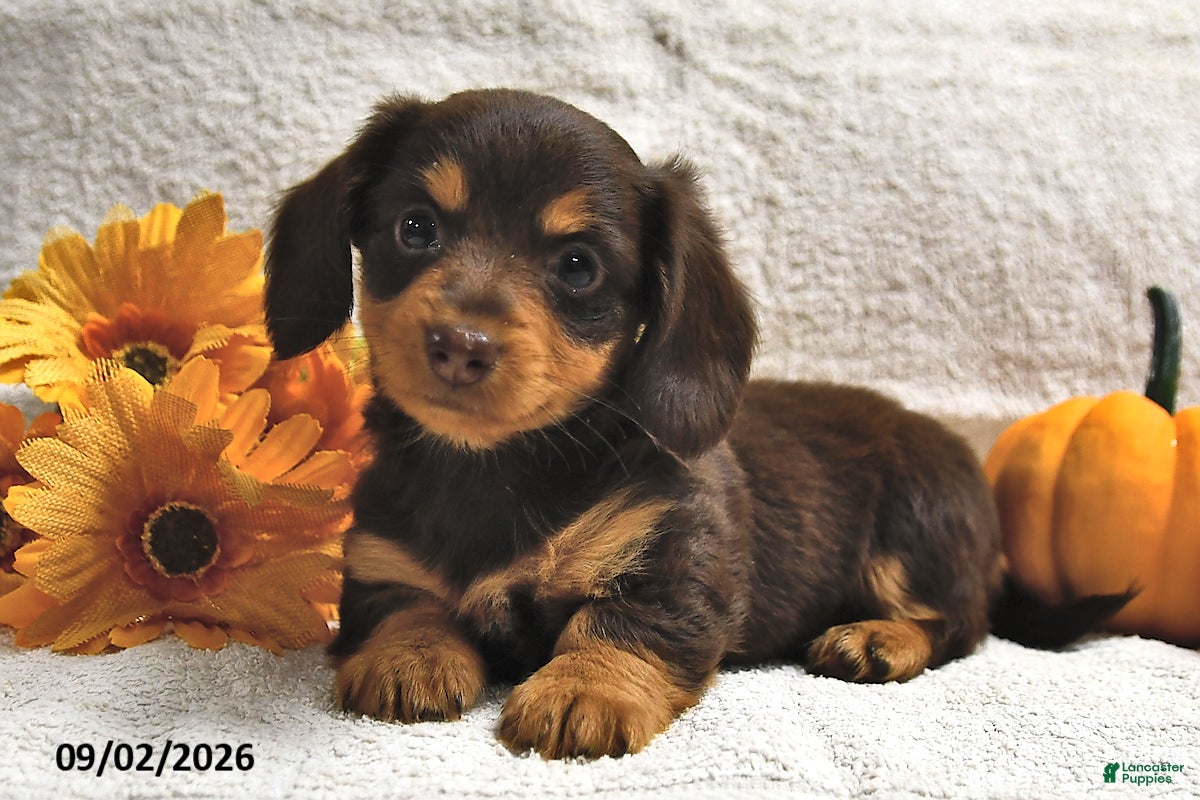 Miniature Dachshund dogs Dixie  - Ad 2