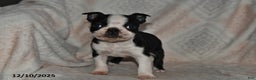 Boston Terrier dogs for sale: Nellie - Ad 3