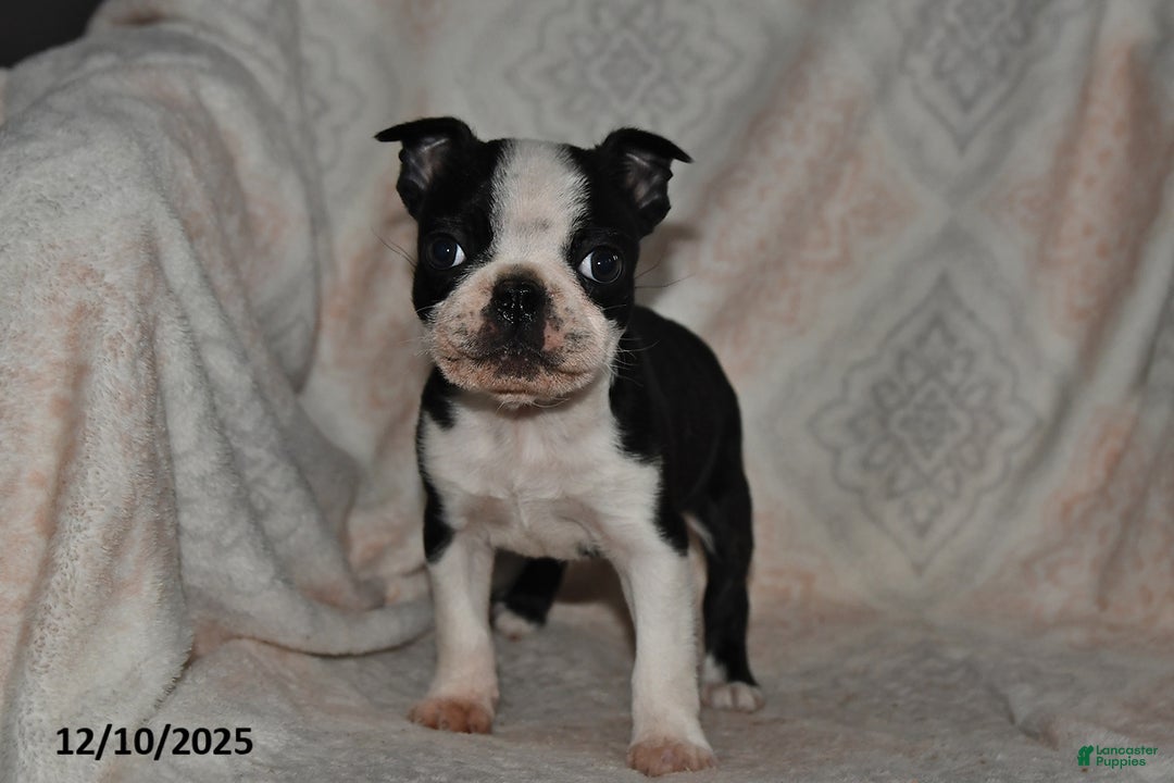 Boston Terrier dogs for sale: Nellie - Ad 3