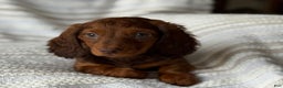 Miniature Dachshund dogs for sale: Snowflake  - Ad 4