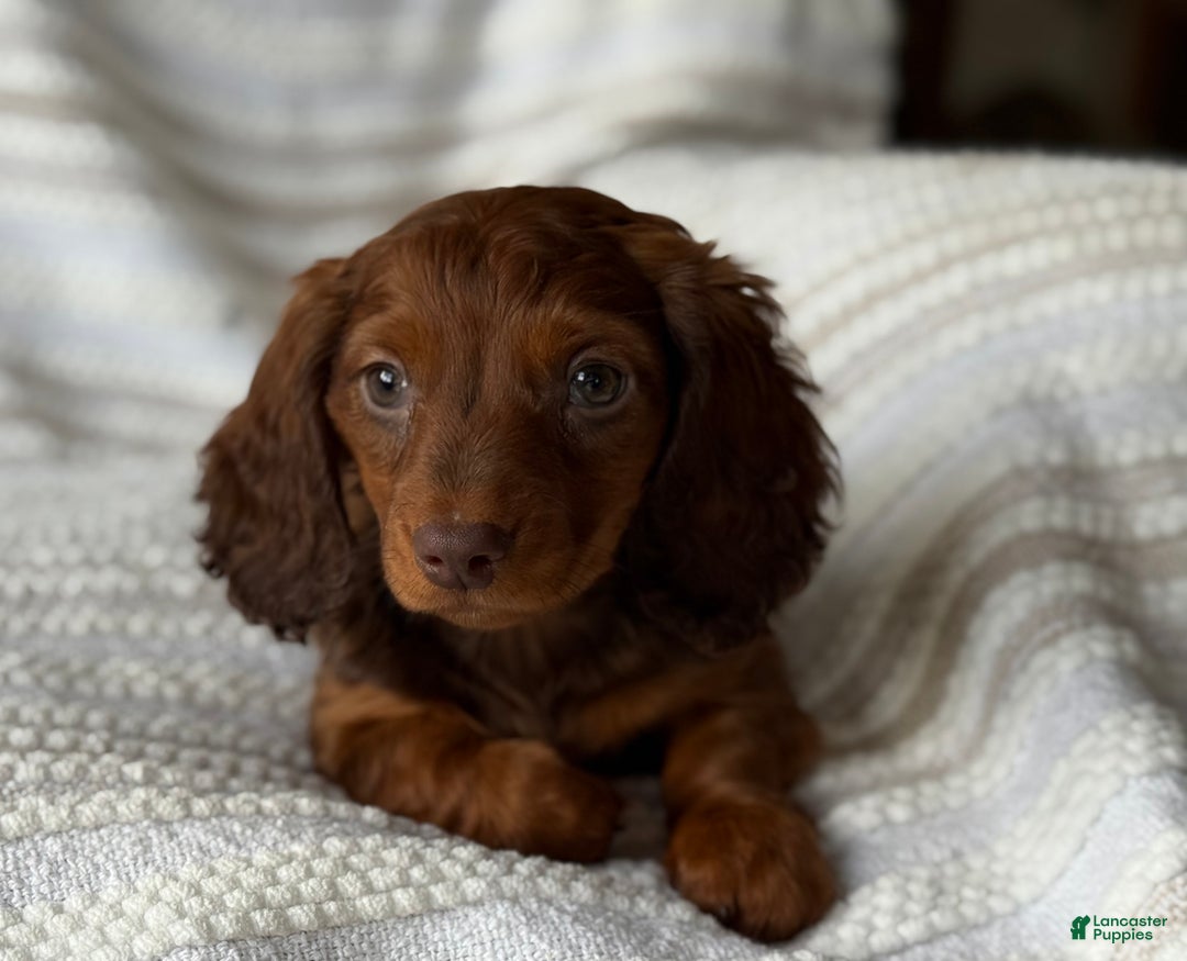 Miniature Dachshund dogs for sale: Snowflake  - Ad 4