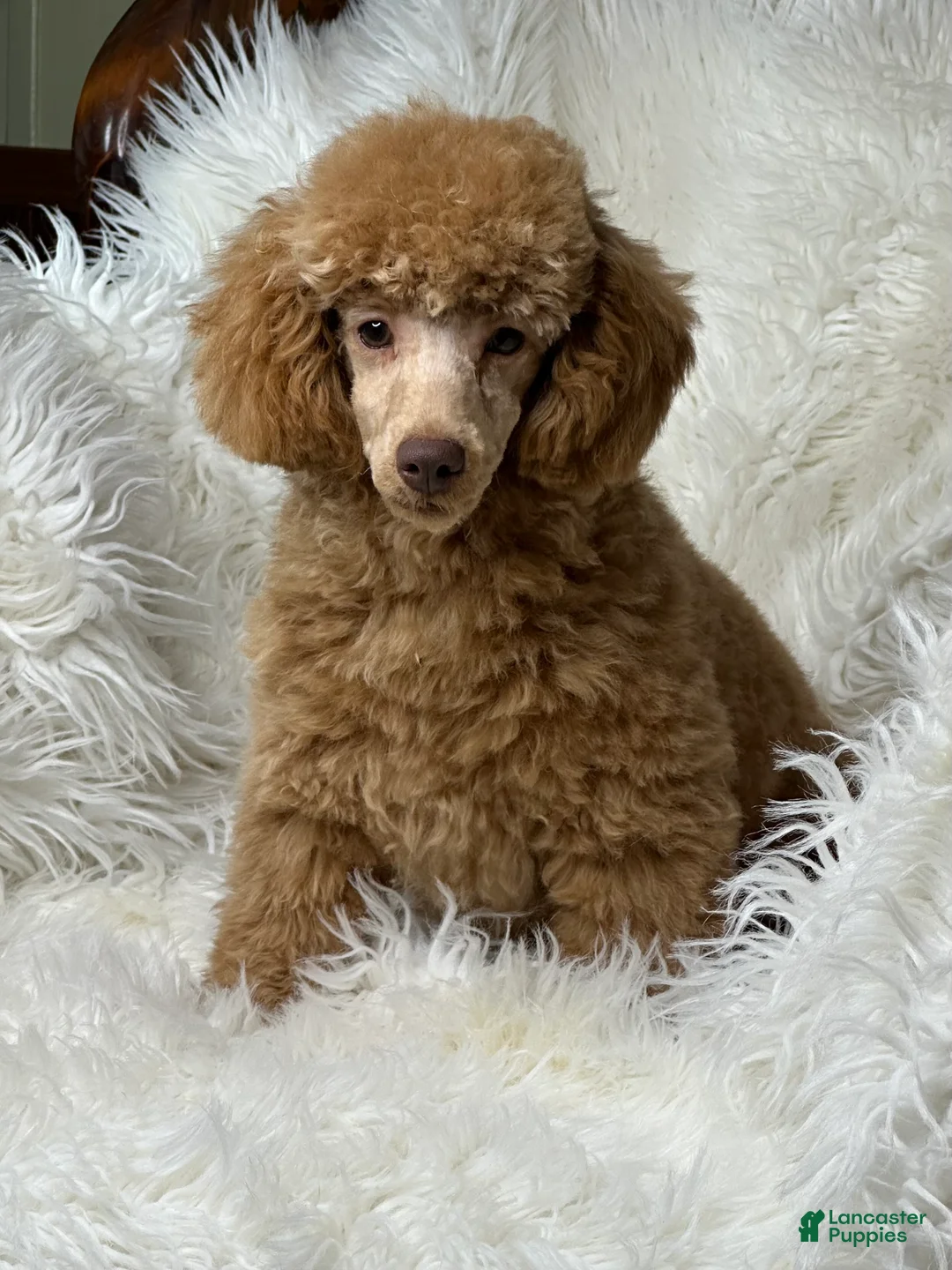 Toy Poodle dogs for sale: Yogi - Ad 6