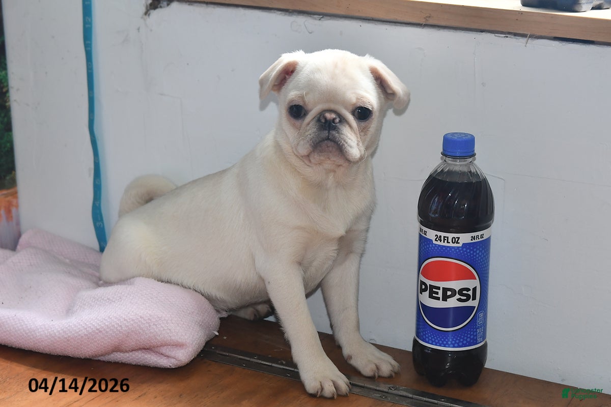Pug dogs Priceless Pearl - Ad 2