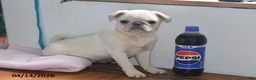 Pug dogs for sale: Priceless Pearl - Ad 2