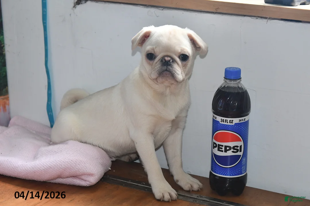 Pug dogs for sale: Priceless Pearl - Ad 2
