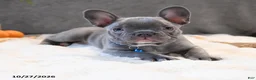 French Bulldog dogs for sale: Cruise  - Ad 5