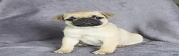 Pug dogs for sale: Charity - Ad 3