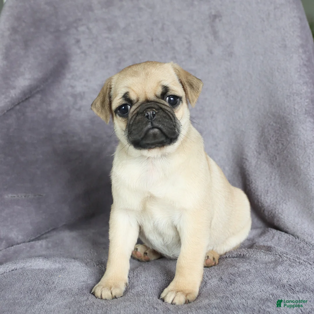 Pug dogs for sale: Charity - Ad 3