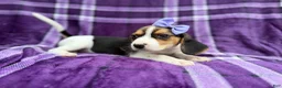 Beagle dogs for sale: Pooh - Ad 5