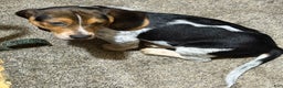 Beagle dogs for sale: Beagle Puppy 1 - Ad 1