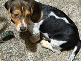 Beagle dogs Beagle Puppy 1 - Ad 1