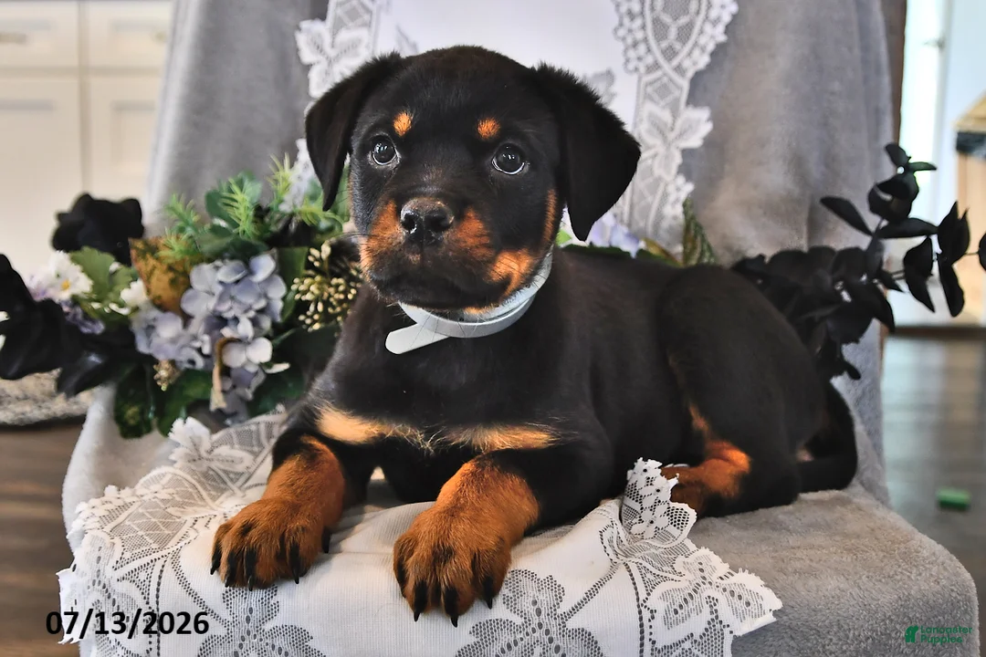 Rottweiler dogs for sale: Rosie - Ad 2