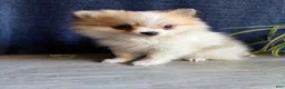 Pomeranian dogs for sale: Russel - Ad 8