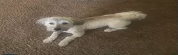 Mixed Breed dogs for sale: Mixed Breed Puppy 2 - Ad 7