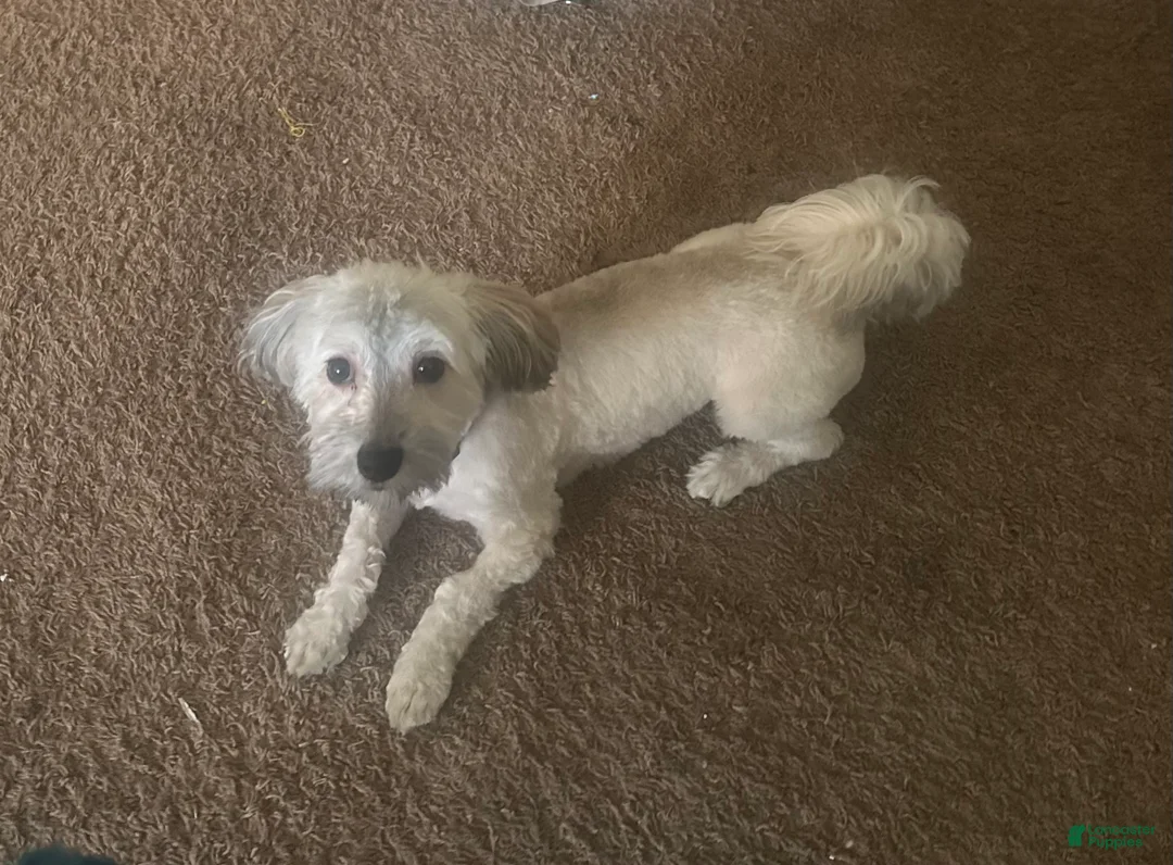 Mixed Breed dogs for sale: Mixed Breed Puppy 2 - Ad 7