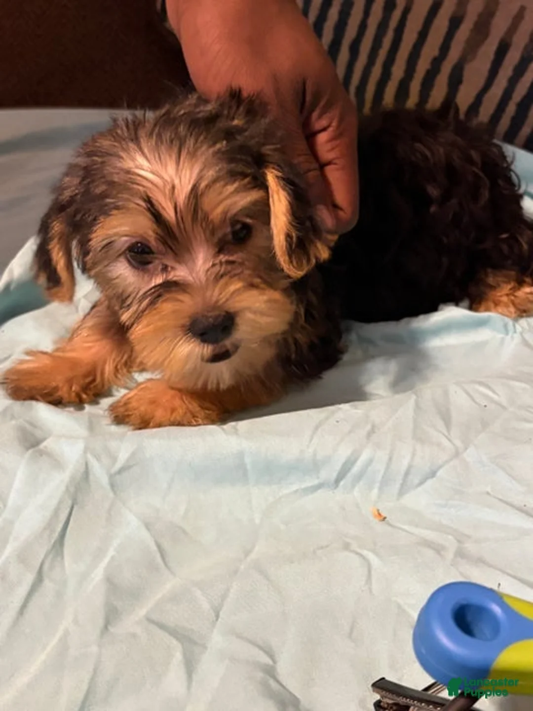Yorkshire Terrier dogs for sale: Ralph - Ad 2