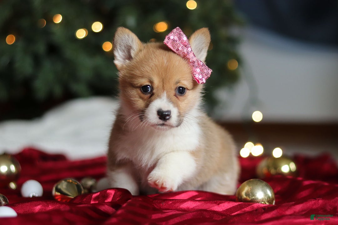 Welsh Corgi Pembroke dogs for sale: Twinkle - Ad 5